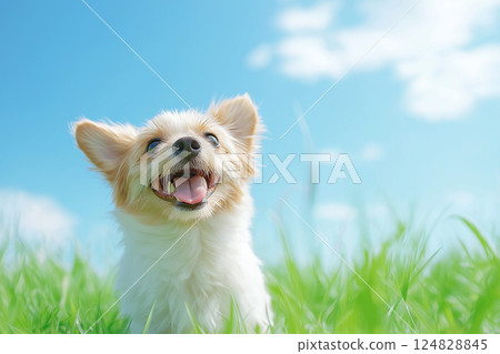 Papillon dog puppy smiling in the sky, grass, joyful and happy on a sunny bright day Papillon dog puppy smiling in the sky, grass, joyful and happy on a sunny bright day 124828845