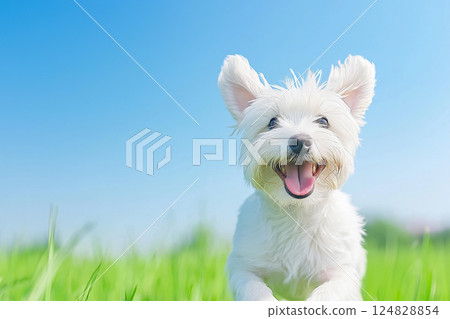 Westie dog puppy looking cute and happy is playful in the grass, joyful and outdoors Westie dog puppy looking cute and happy is playful in the grass, joyful and outdoors 124828854