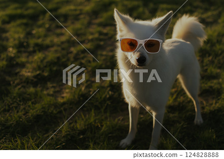 Stylish Spitz dog wearing sunglasses outdoors on a sunny day with grass background 124828888