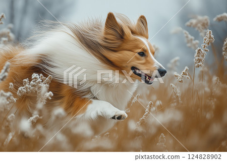 Sheltie dog running joyfully in a field with beautiful autumn nature scenery outdoors 124828902