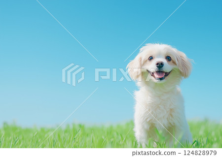 Cavalier dog puppy happy in field with grass outdoors, smiling, cute, and fluffy under blue sky Cavalier dog puppy happy in field with grass outdoors, smiling, cute, and fluffy under blue sky 124828979