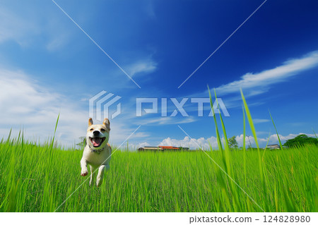 Playful dog running outdoors in a happy field under a blue sky with green grass and nature 124828980