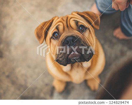 Cute Shar-Pei puppy portrait with wrinkled brown fur and curious expression looking adorable 124829474
