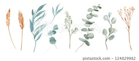 Watercolor Branches Isolated Set. Eucalyptus, Spikelets of Wheat or Rye, Dry yellow Tansy. Hand drawn Nature illustration on a white background. Design elements for cards, prints and patterns. 124829982
