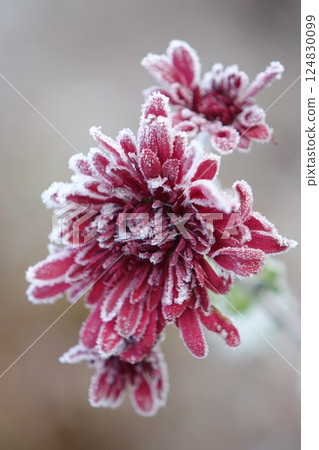 Frost-covered chrysanthemums Frost-covered chrysanthemums 124830099