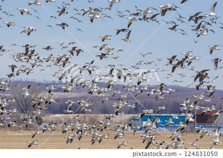 A flock of snow geese migrating to the Tokachi region of Hokkaido 124831050