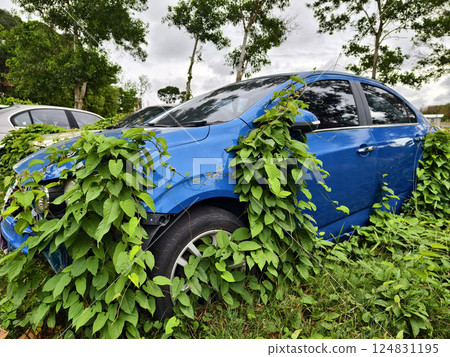 Abandoned cars after accidents in a dense overgrown setting 124831195
