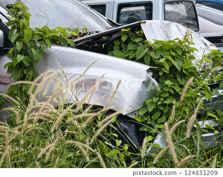 Abandoned cars after accidents in a dense overgrown setting 124831209