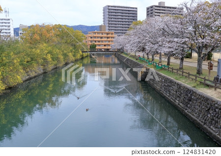 Josai Park: Cherry blossoms and Yunnan yellow plum blossoms along the river (Kochi City, Kochi Prefecture) Josai Park: Cherry blossoms and Yunnan yellow plum blossoms along the river (Kochi City, Kochi Prefecture) 124831420
