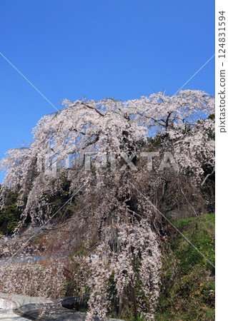 Danjoitozakura (weeping cherry tree) 9316 124831594