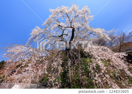 Danjoitozakura (weeping cherry tree) 9356 124831605