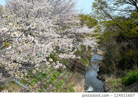 Cherry blossoms in full bloom and Sakai River 124831607