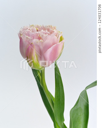 Pink fringed tulip flower [Tulip] 124831706