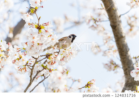 Sparrow and cherry blossoms in full bloom Sparrow and cherry blossoms in full bloom 124831716