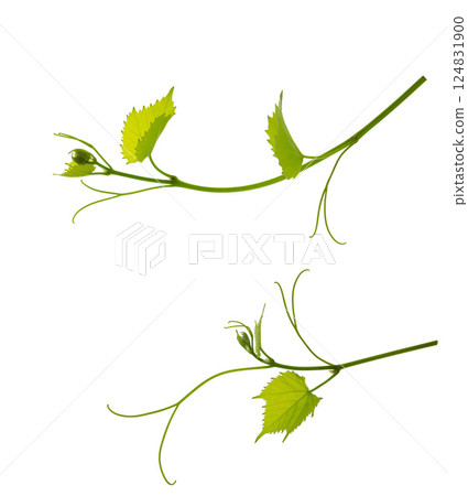 Set: vine with leaves isolated on white background. Banner of organic .green grapes. Summer . Wine Day. 124831900
