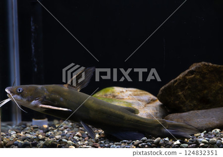 A zebrafish in the aquarium 124832351