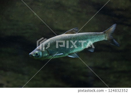 Wataka at the aquarium 124832352