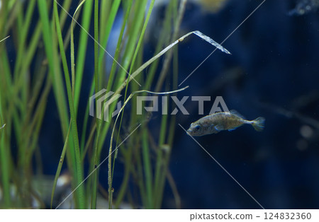 Musashitomiyo Musashitomiyo 124832360