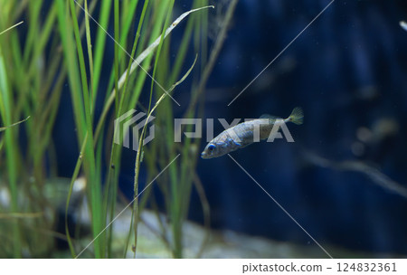 Musashitomiyo 124832361