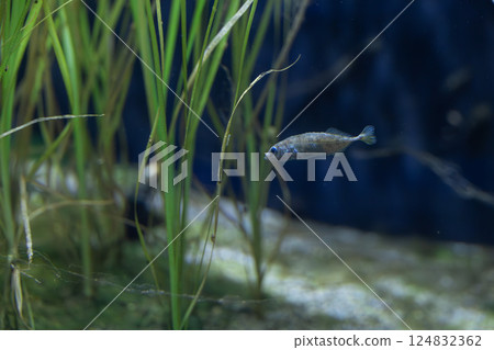 Musashitomiyo Musashitomiyo 124832362