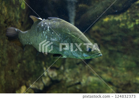 Barramundi in the aquarium Barramundi in the aquarium 124832373