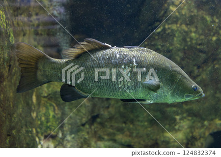 Barramundi in the aquarium Barramundi in the aquarium 124832374