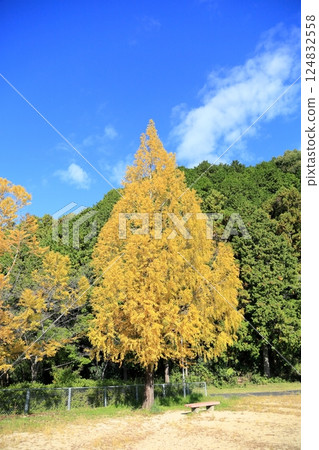 Autumn park, vivid yellow leaves, metasequoia leaves 124832558