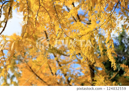 美麗的水杉黃葉 124832559
