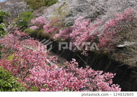 Cherry blossoms along the river 124832605