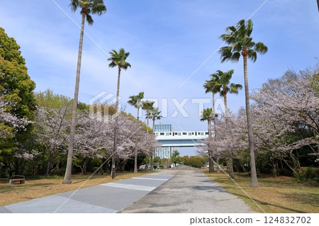 公園內的棕櫚樹（品川區潮風公園） 124832702