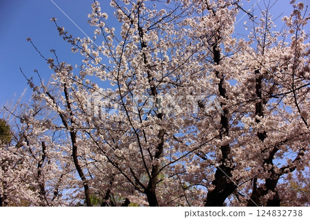 妙正寺公園的染井吉野櫻在春日的陽光下盛開（9） 124832738