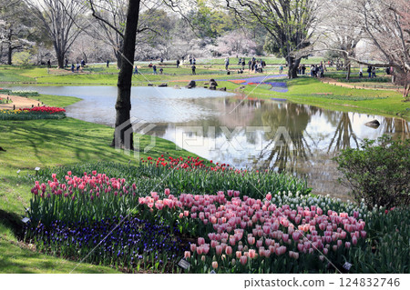 Cherry blossoms and tulips 124832746
