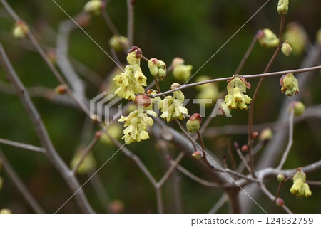 土佐山茱萸花的背景資料,原產於高知縣,季節性花卉 土佐山茱萸花的背景資料,原產於高知縣,季節性花卉 124832759