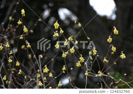 土佐山茱萸花的背景資料，原產於高知縣，季節性花卉 124832760