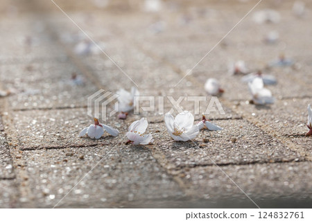 櫻花花瓣被風吹落到路上 櫻花花瓣被風吹落到路上 124832761