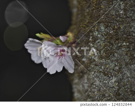 Close-up of a cherry blossom tree 124832844