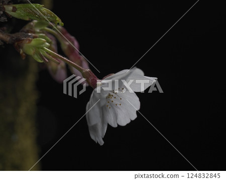 櫻花樹的特寫 124832845
