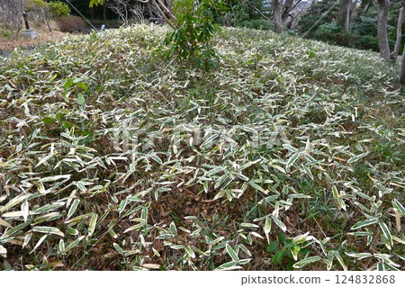 熊笹、抗菌防腐特性、竹壽司 熊笹、抗菌防腐特性、竹壽司 124832868