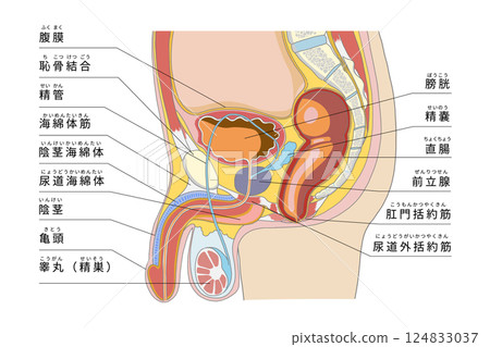 骨盆側視圖,包括男性生殖系統 骨盆側視圖,包括男性生殖系統 124833037