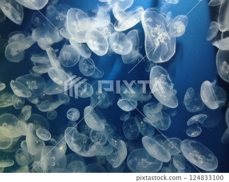 Jellyfish at Kamogawa Sea World Jellyfish at Kamogawa Sea World 124833100