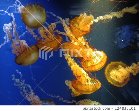 Jellyfish at Kamogawa Sea World Jellyfish at Kamogawa Sea World 124833101