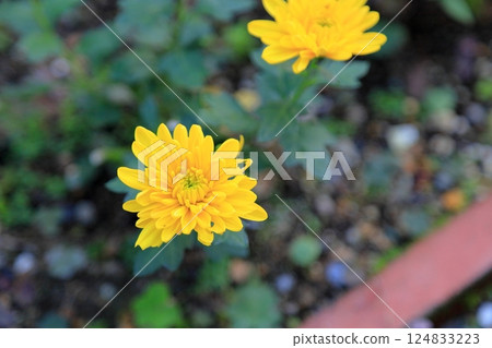 Chrysanthemum Chrysanthemum 124833223
