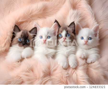 Cute kittens 124833321