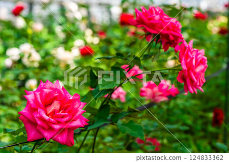 Agri no Oka Rose House [Nagasaki City] 124833362