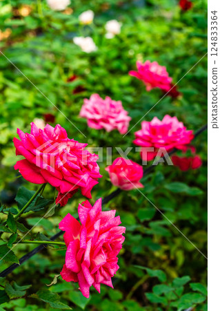 Agri no Oka Rose House [Nagasaki City] 124833364