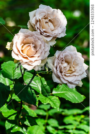 Agri no Oka Rose House [Nagasaki City] 124833368