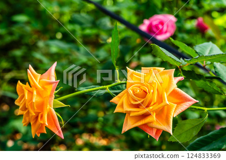 Agri no Oka Rose House [Nagasaki City] 124833369