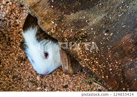 亞久里之丘豚鼠[長崎市] 124833414