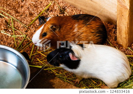 亞久里之丘豚鼠[長崎市] 124833416