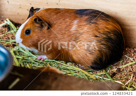 亞久里之丘豚鼠[長崎市] 124833421